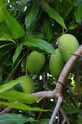 Pondok Mangga Ματαράμ Εξωτερικό φωτογραφία